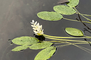 Aponogeton distachyos Cape-pondweed