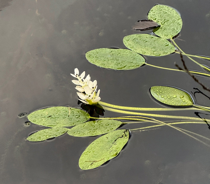 Aponogeton distachyos - &copy; Charles Hipkin
