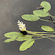 Aponogeton distachyos