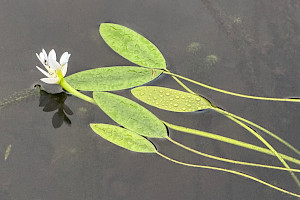 Cape-pondweed: Aponogeton distachyos