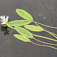 Aponogeton distachyos