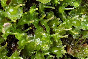 Common Kettlewort: Blasia pusilla