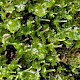 Blasia pusilla