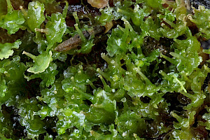 Common Kettlewort: Blasia pusilla