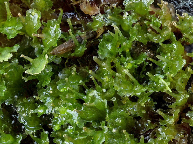 Blasia pusilla - &copy; Charles Hipkin