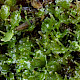 Blasia pusilla