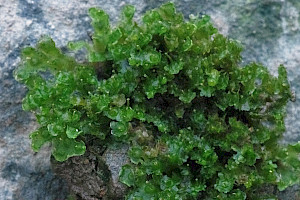 Blasia pusilla Common Kettlewort