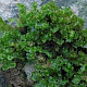 Blasia pusilla