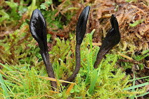 Geoglossum fallax Deceptive Earthtongue