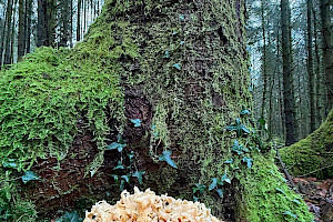 Sparassis crispa Wood Cauliflower