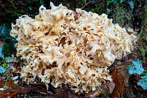 Wood Cauliflower: Sparassis crispa