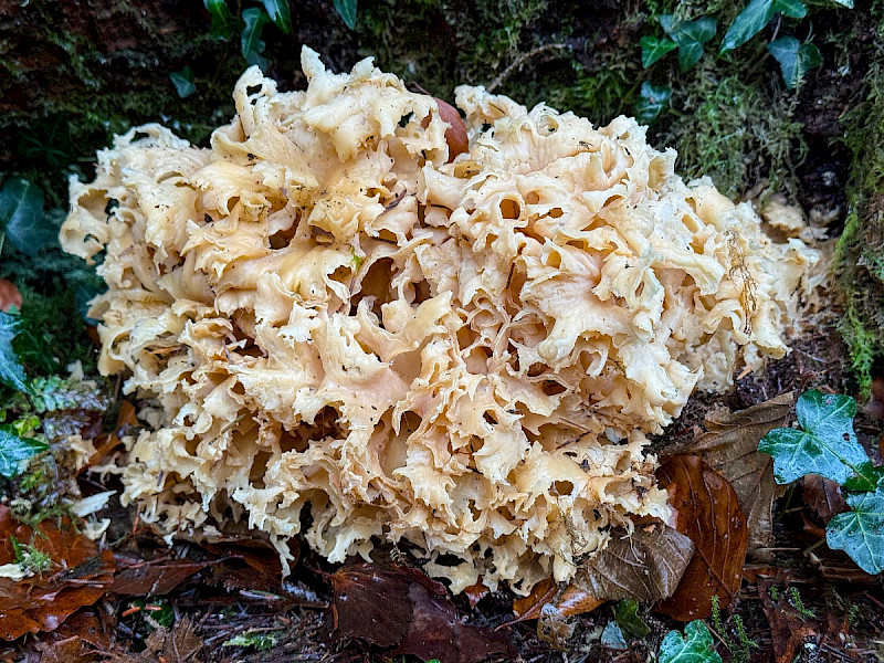 Sparassis crispa