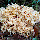 Sparassis crispa