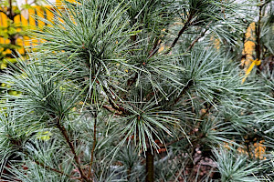 Schwerin's Pine: Pinus x schwerinii
