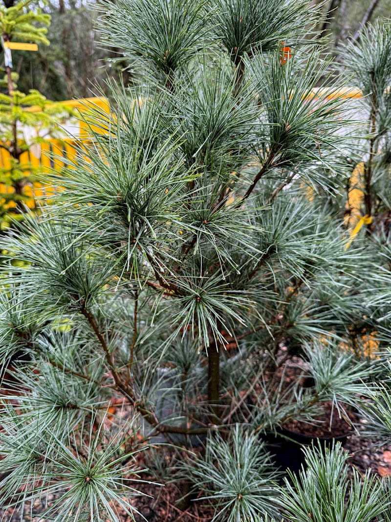 Pinus x schwerinii - &copy; Charles Hipkin