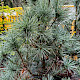 Pinus x schwerinii