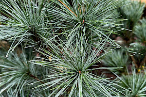 Schwerin's Pine: Pinus x schwerinii
