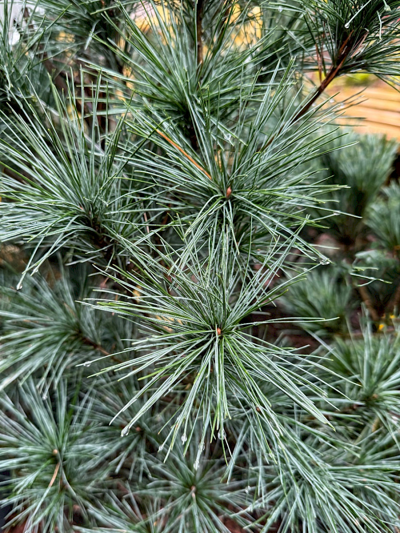 Pinus x schwerinii - &copy; Charles Hipkin