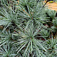 Pinus x schwerinii