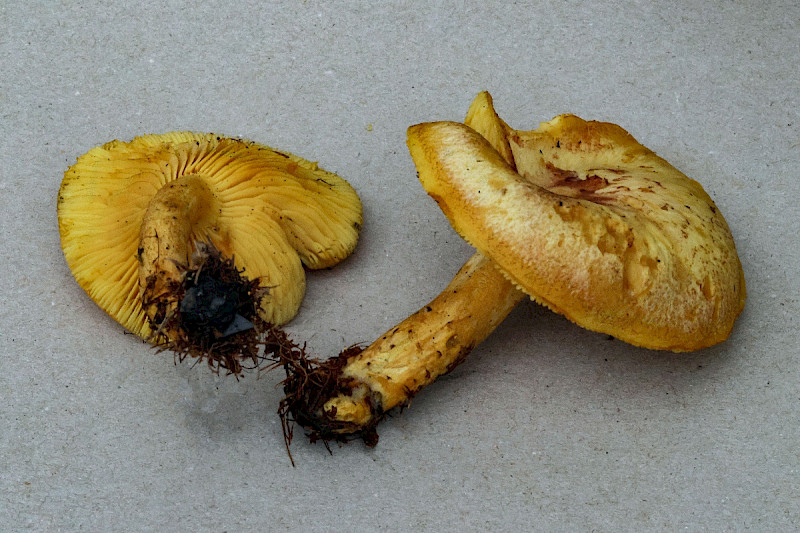 Tricholoma equestre - &copy; Charles Hipkin