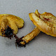 Tricholoma equestre