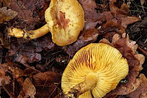 Yellow Knight: Tricholoma equestre