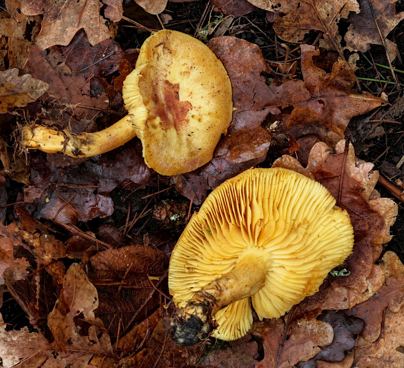 Tricholoma equestre - &copy; Charles Hipkin
