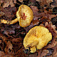 Tricholoma equestre