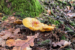 Tricholoma equestre Yellow Knight