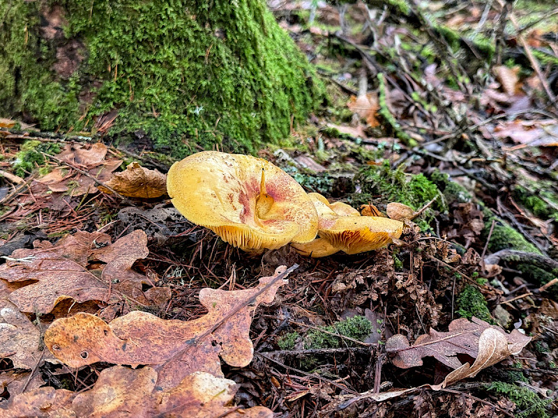 Tricholoma equestre - &copy; Mark Hipkin
