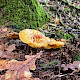 Tricholoma equestre