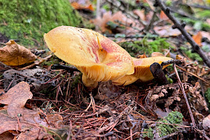 Yellow Knight: Tricholoma equestre