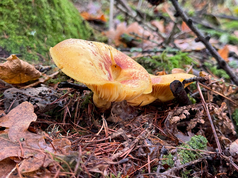 Tricholoma equestre - &copy; Mark Hipkin
