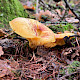 Tricholoma equestre