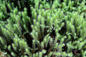 Breutelia chrysocoma Golden-head Moss