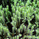Breutelia chrysocoma