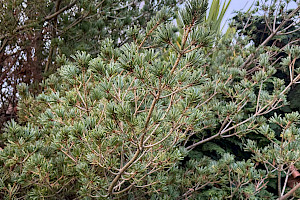 Japanese White-pine: Pinus parviflora