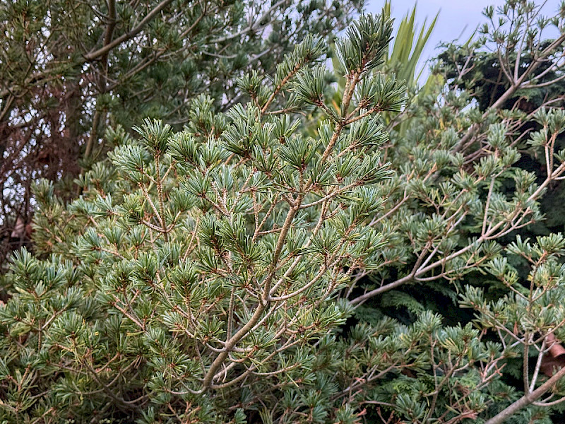 Pinus parviflora - &copy; Charles Hipkin