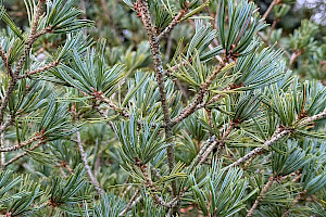 Japanese White-pine: Pinus parviflora