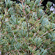Pinus parviflora