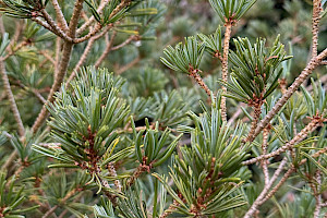 Japanese White-pine: Pinus parviflora