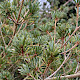 Pinus parviflora