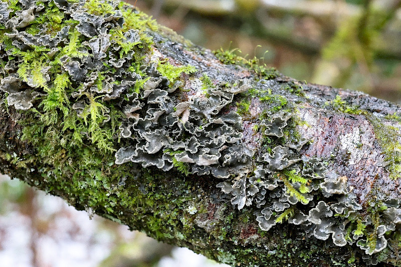 Sticta limbata - &copy; Charles Hipkin