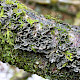 Sticta limbata