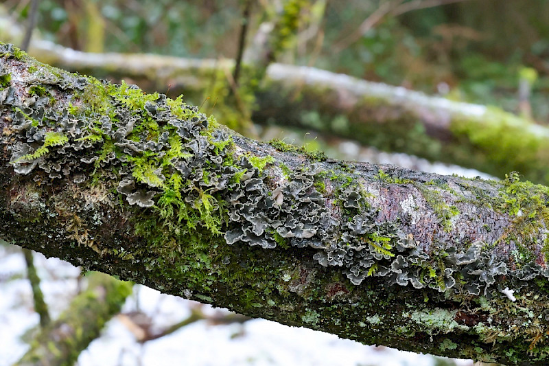 Sticta limbata - &copy; Charles Hipkin