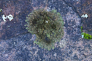 Melanelixia fuliginosa Shiny Brown-shield
