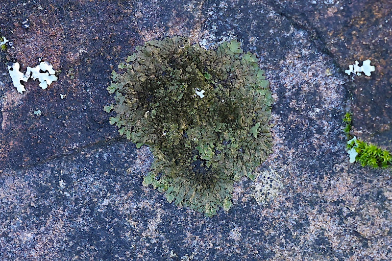 Melanelixia fuliginosa - &copy; Charles Hipkin