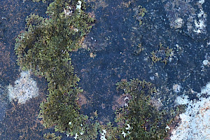 Shiny Brown-shield: Melanelixia fuliginosa
