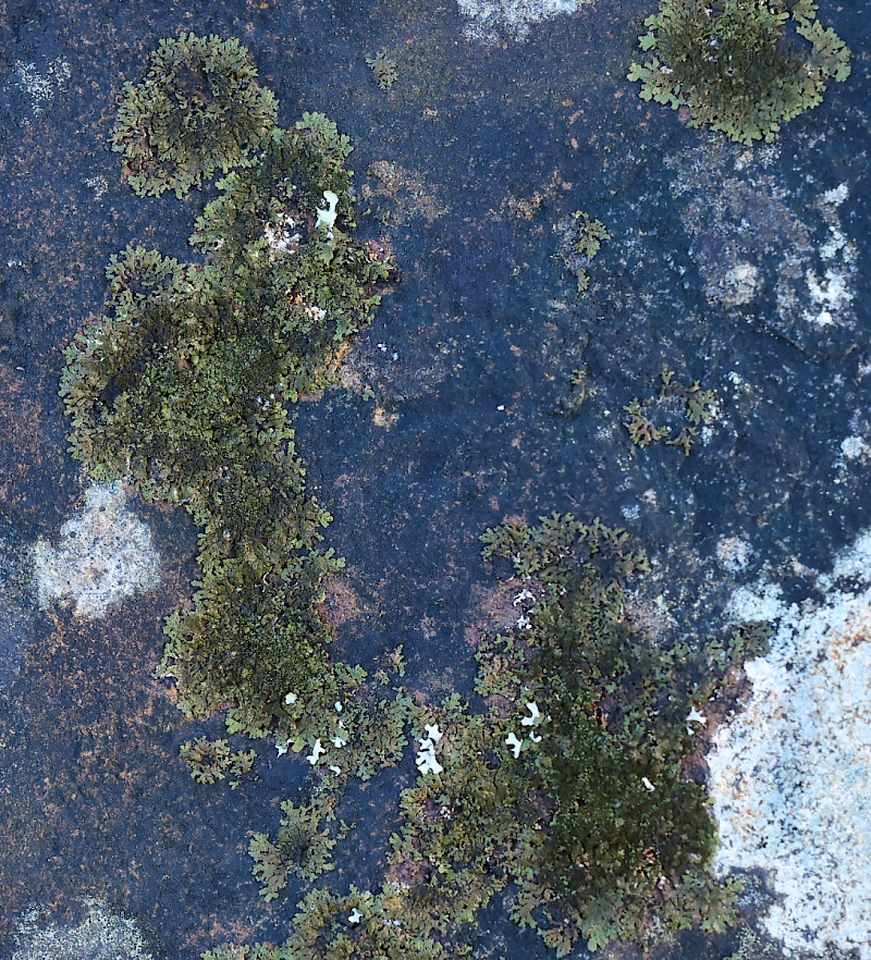 Melanelixia fuliginosa - &copy; Charles Hipkin