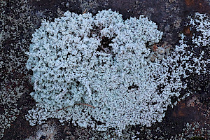 Stereocaulon evolutum Foam Lichen